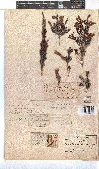 Erica discolor image