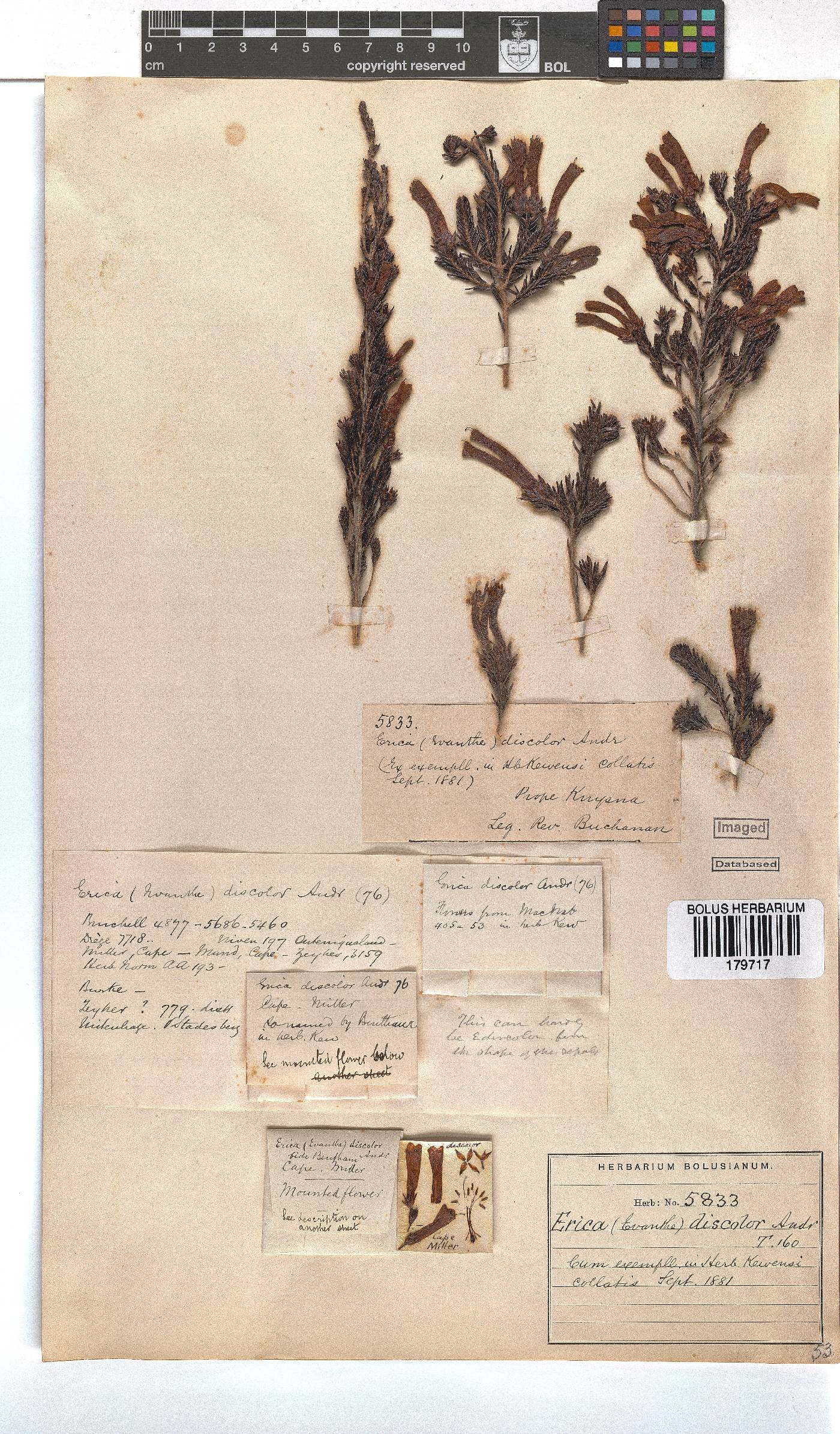 Erica discolor image