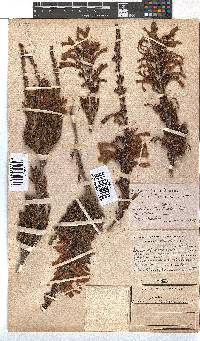 Erica discolor image