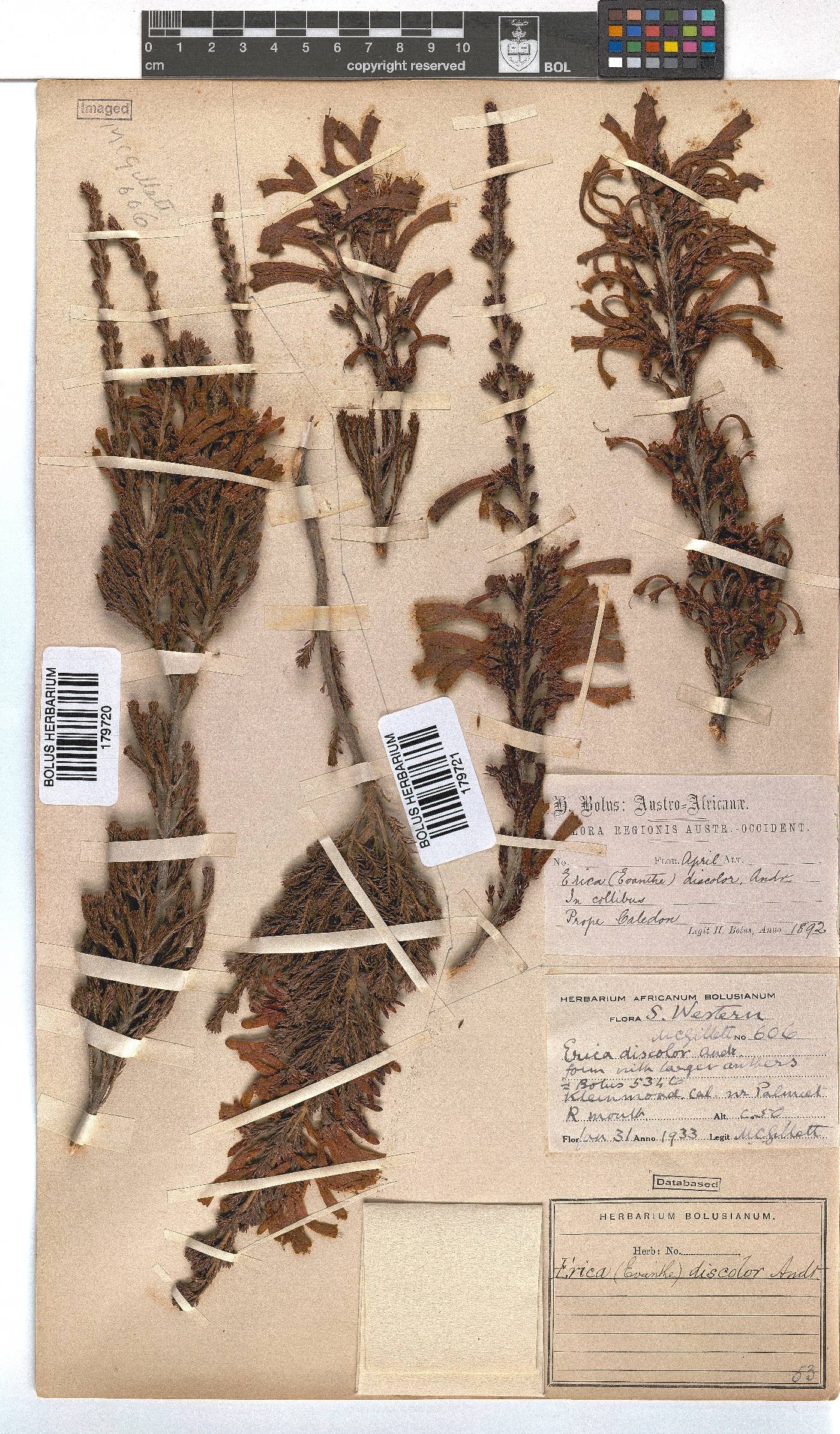 Erica discolor image