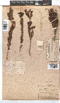 Erica discolor image