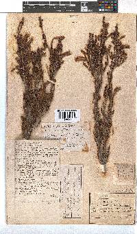 Erica discolor image