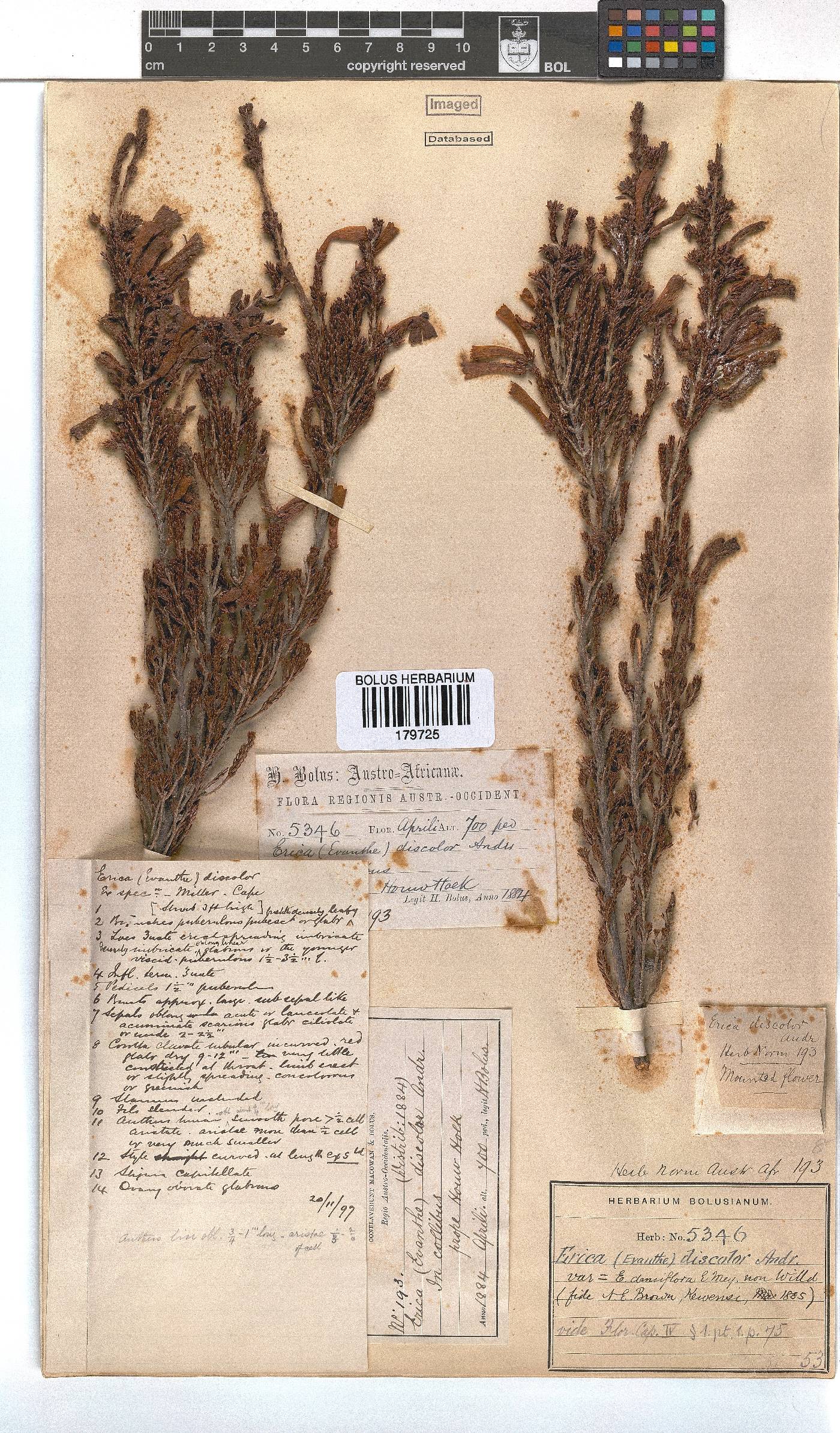 Erica discolor image
