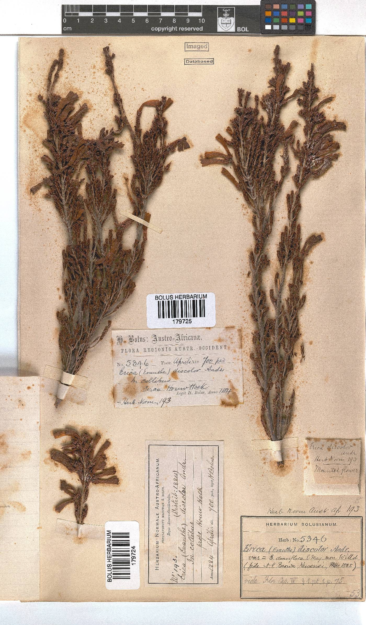 Erica discolor image