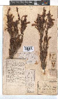 Erica discolor image