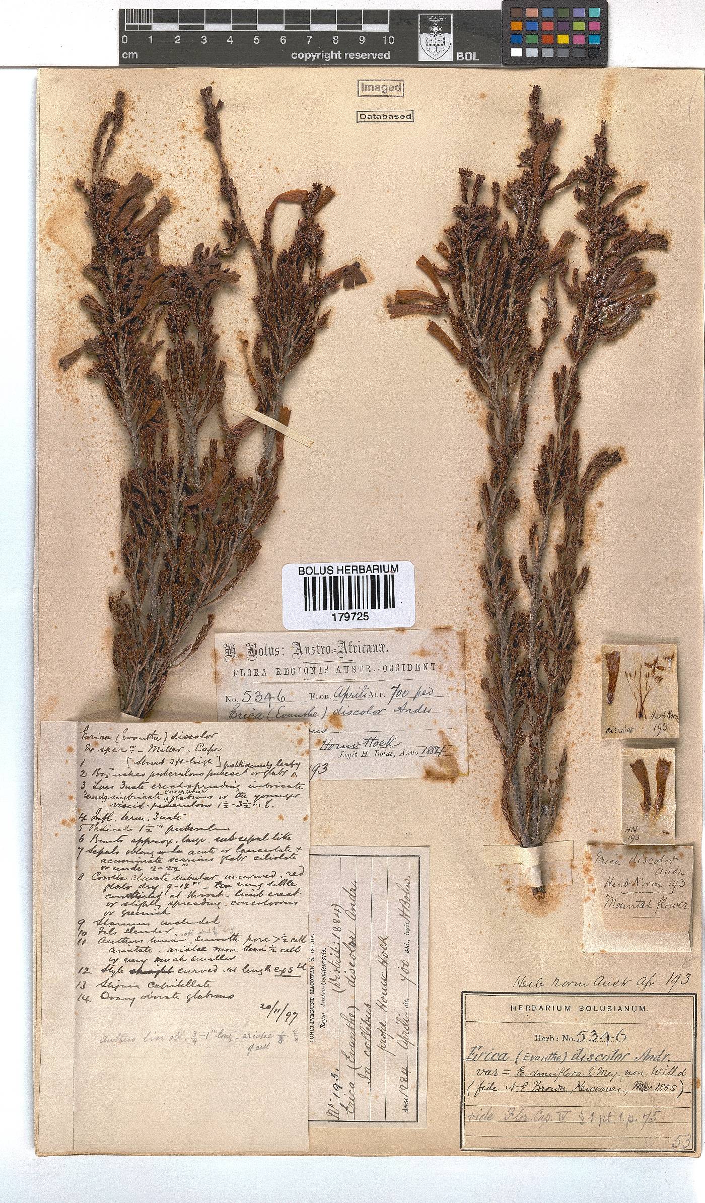 Erica discolor image