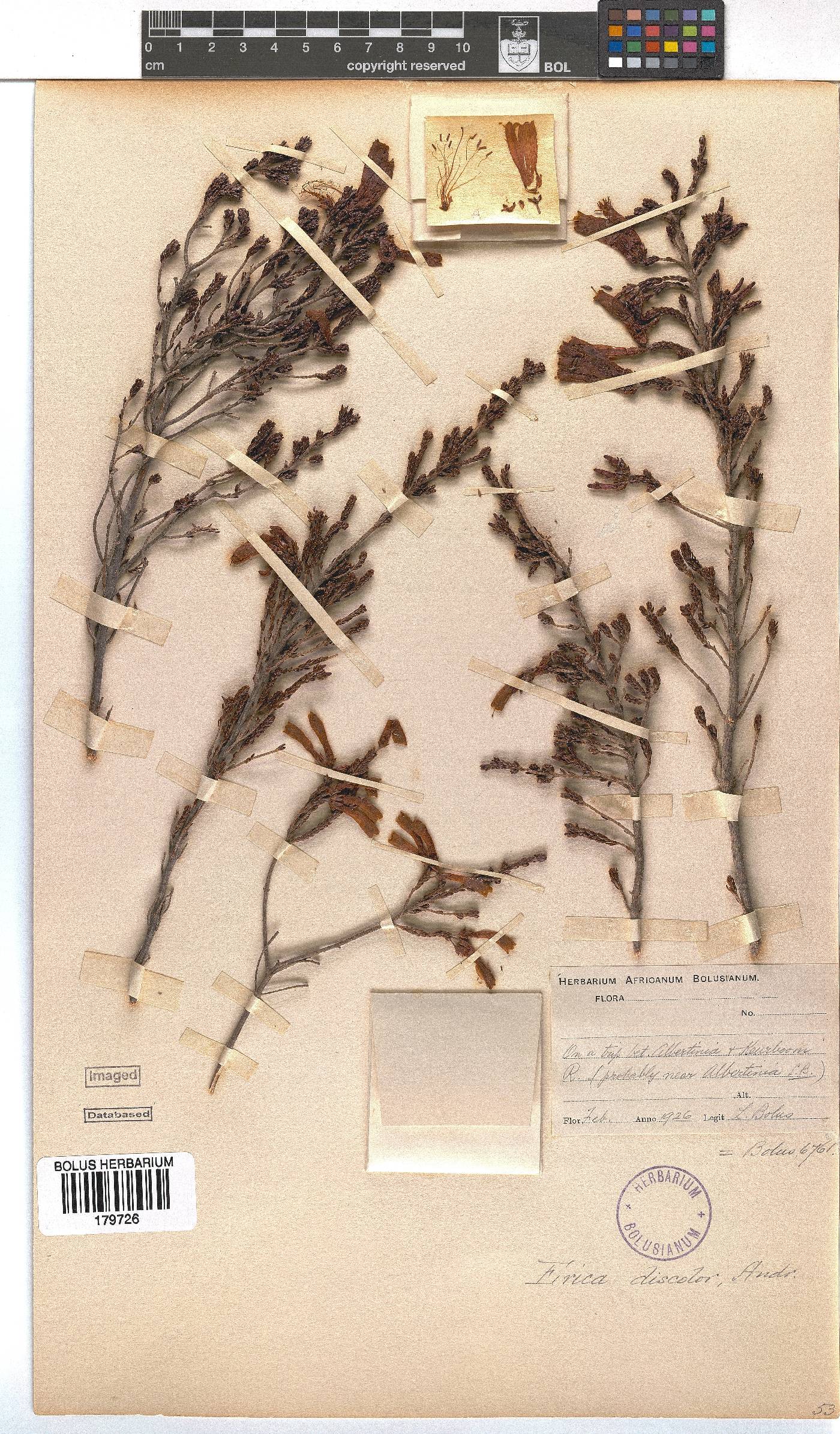Erica discolor image