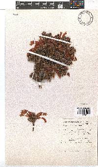 Erica discolor image