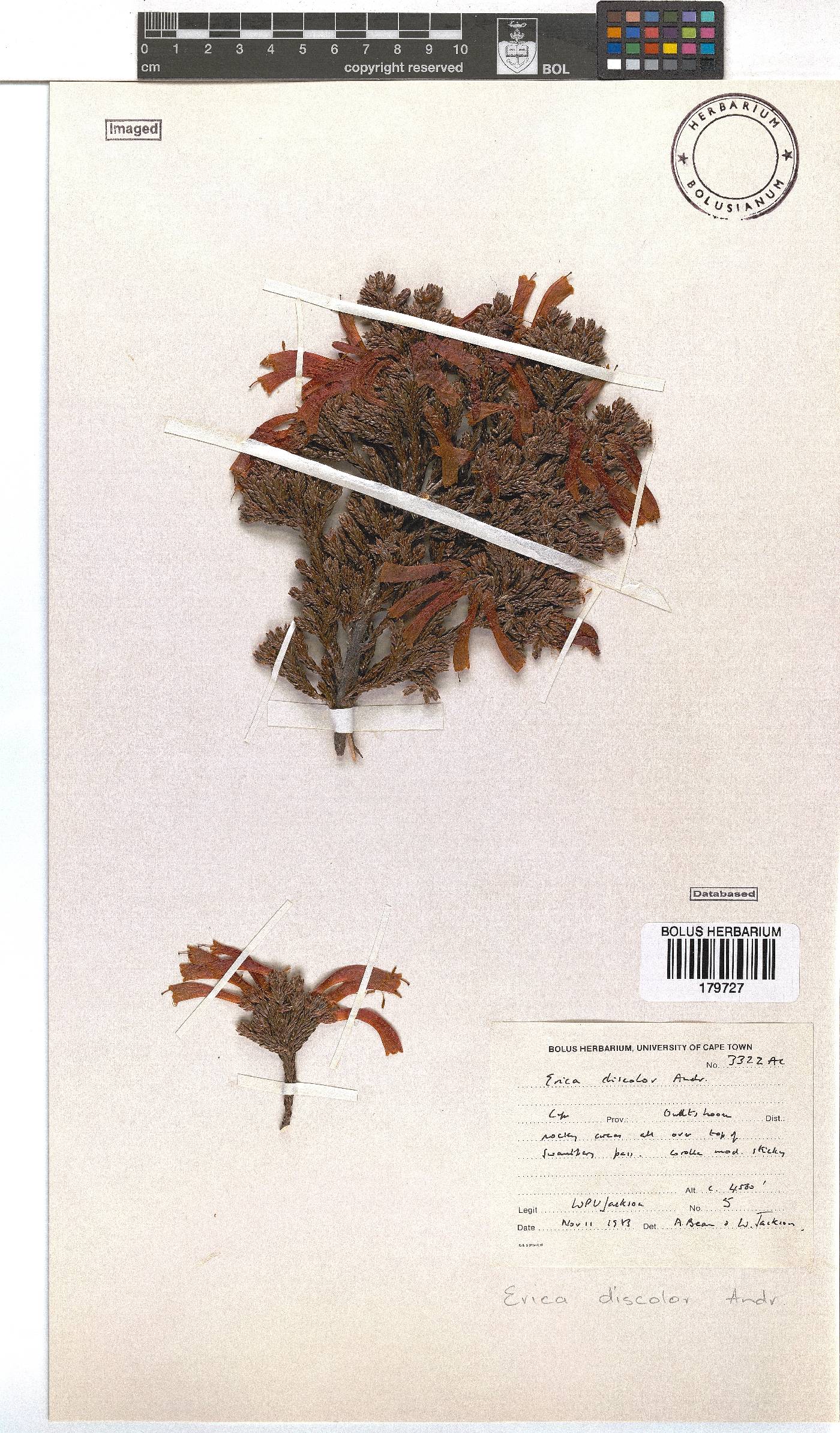 Erica discolor image