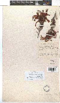 Erica unicolor image