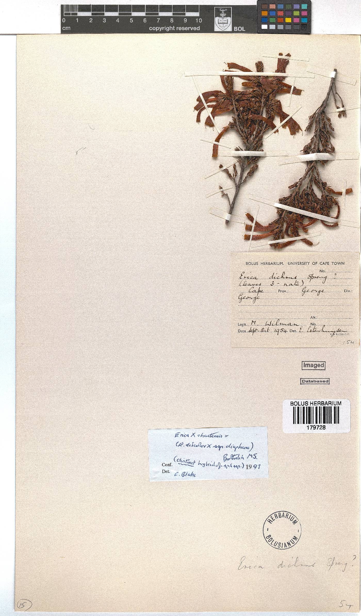 Erica unicolor subsp. mutica image