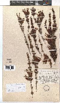 Erica unicolor subsp. mutica image