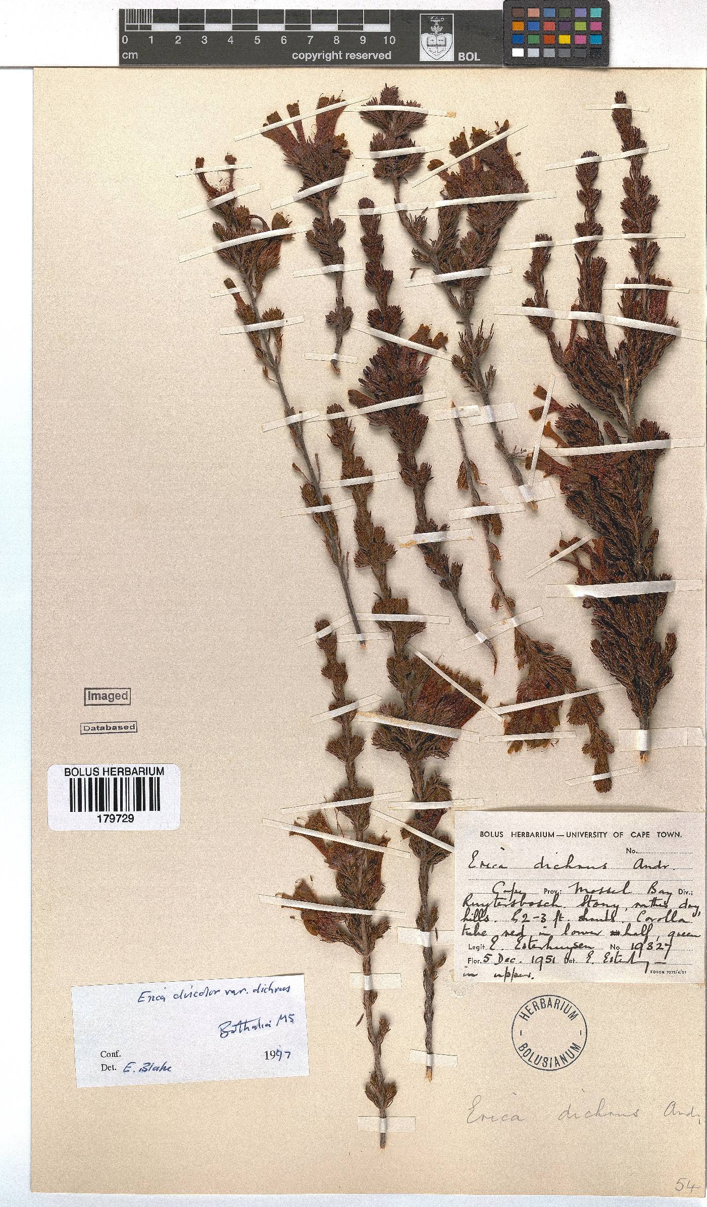 Erica unicolor subsp. mutica image