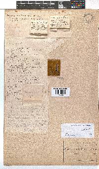 Erica unicolor subsp. mutica image