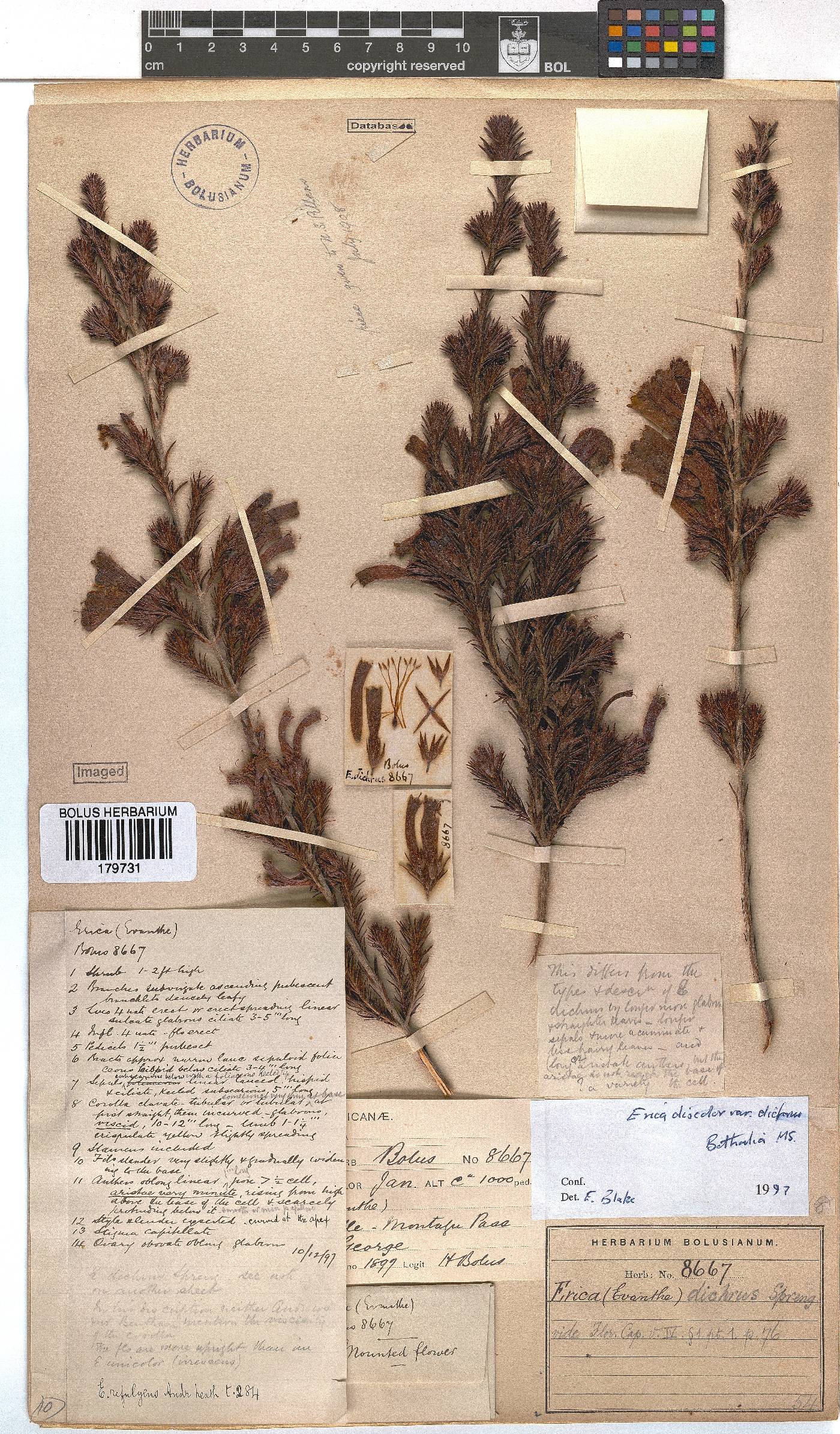 Erica unicolor subsp. mutica image