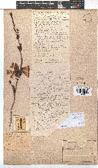 Erica unicolor subsp. mutica image