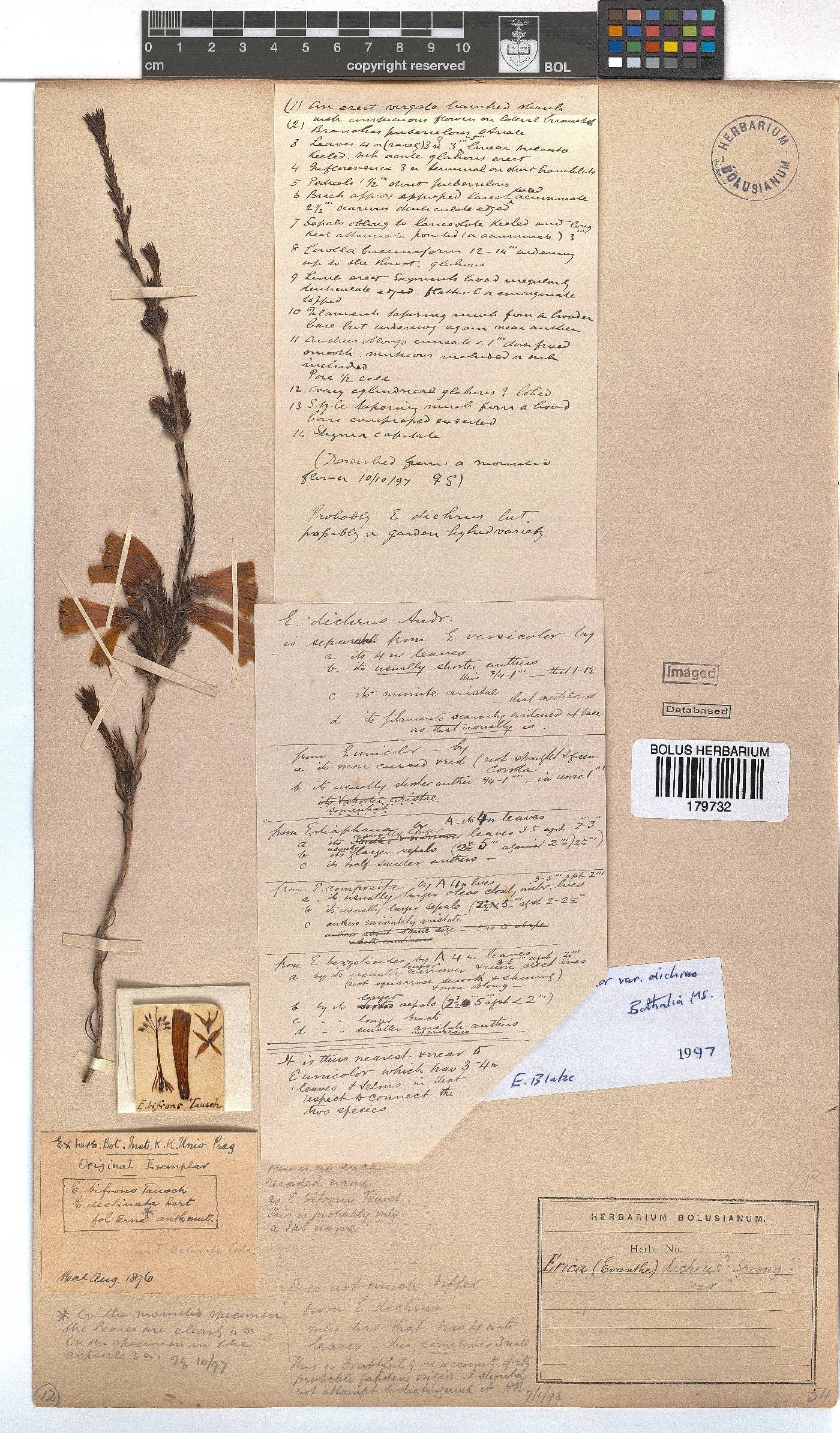 Erica unicolor subsp. mutica image