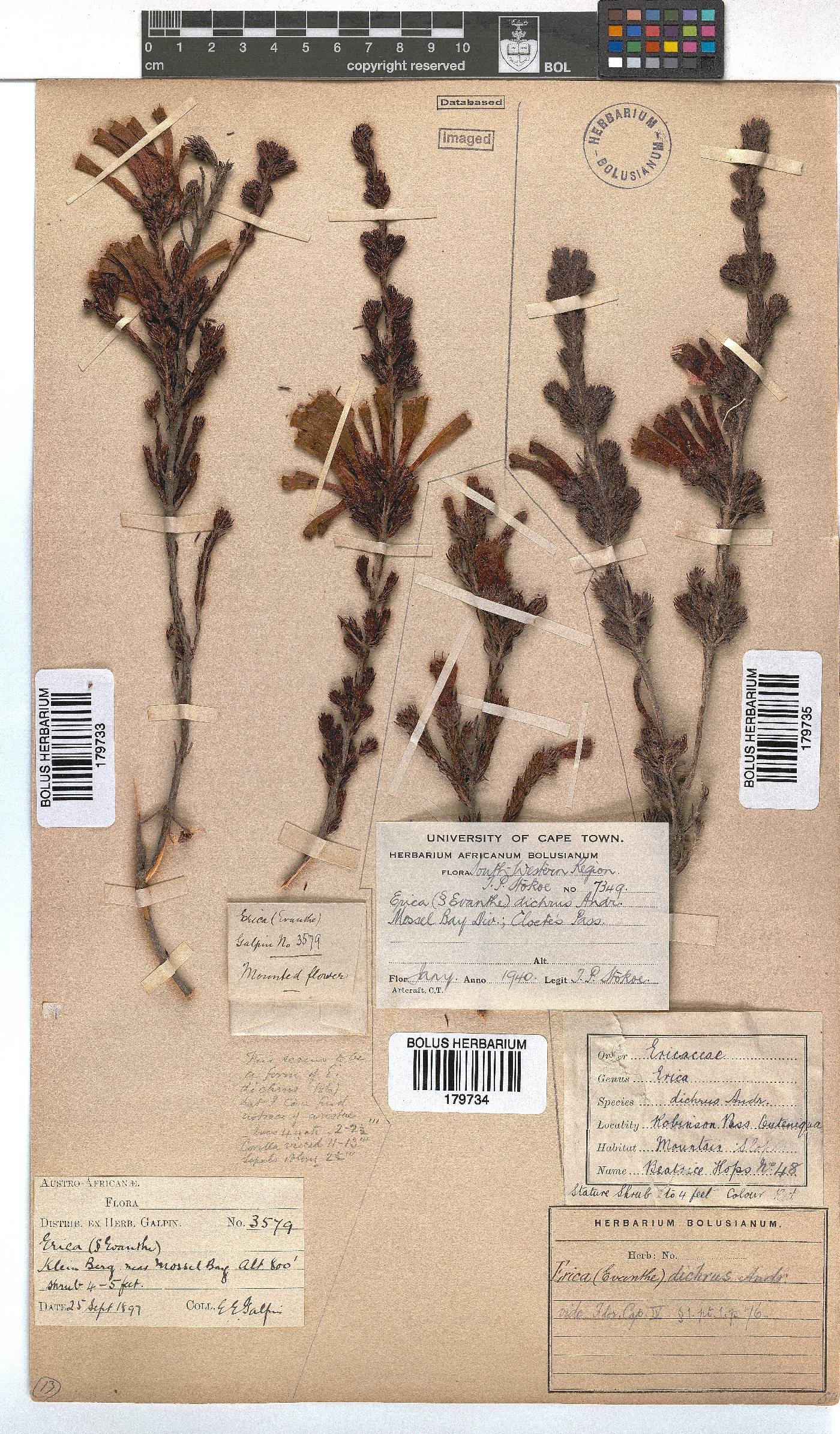 Erica unicolor subsp. mutica image