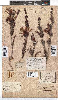 Erica unicolor subsp. mutica image