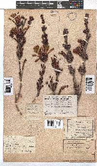 Erica unicolor subsp. mutica image