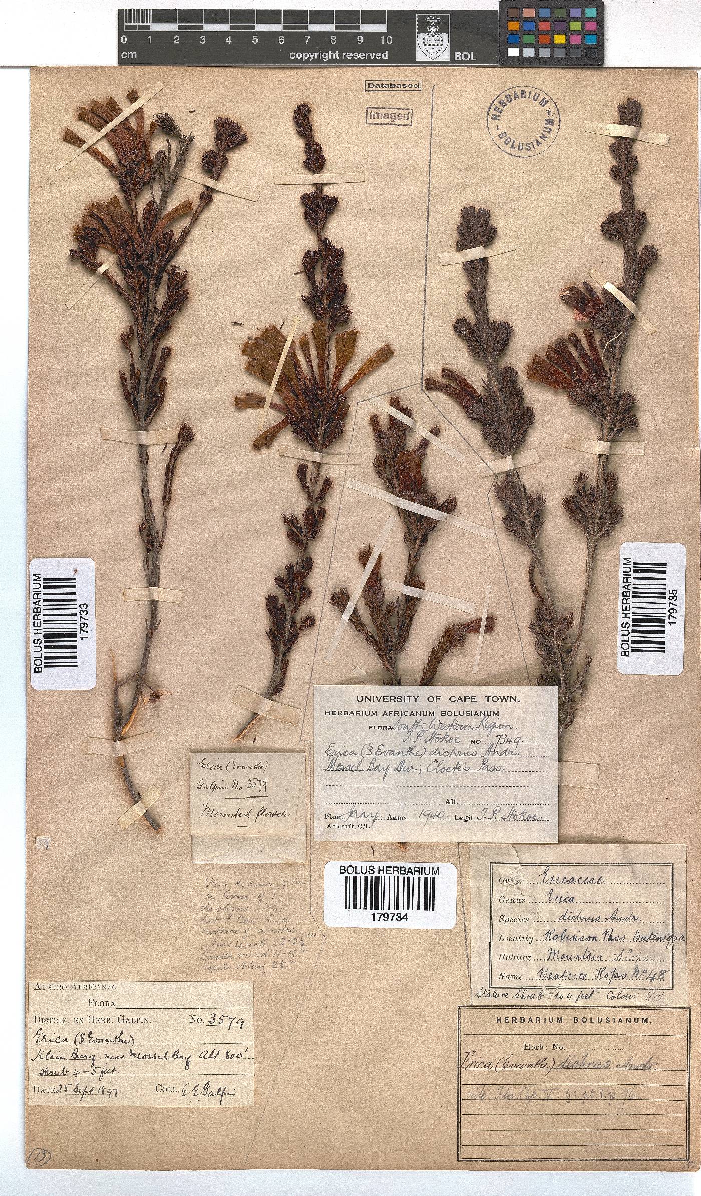 Erica unicolor subsp. mutica image