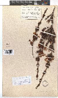 Erica unicolor subsp. mutica image