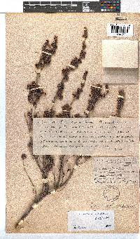 Erica unicolor subsp. mutica image