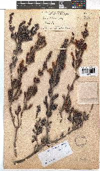 Erica unicolor subsp. mutica image