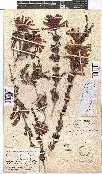 Erica unicolor subsp. mutica image