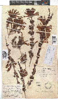 Erica unicolor subsp. mutica image