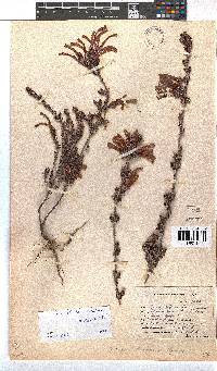 Erica unicolor subsp. mutica image