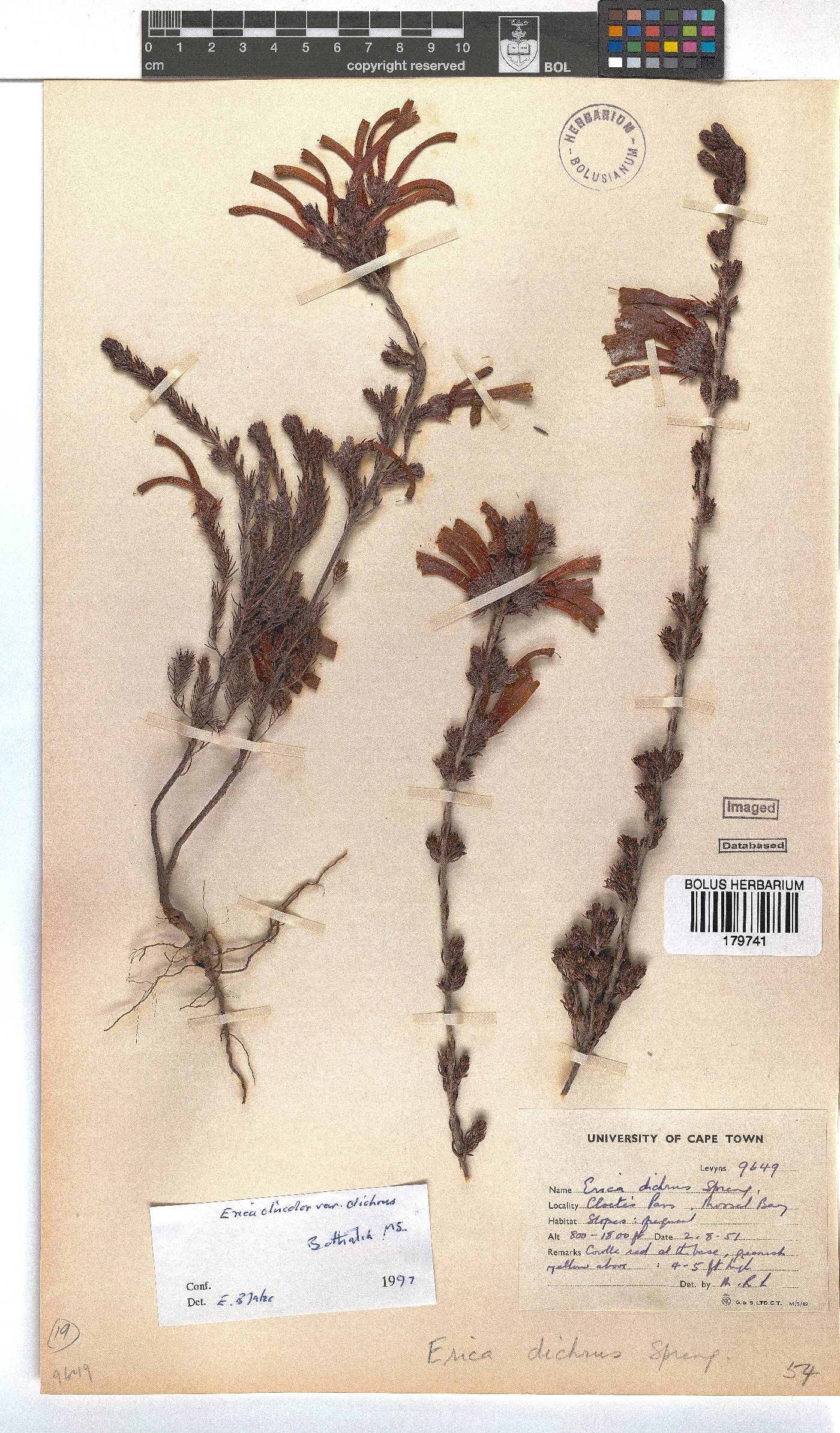 Erica unicolor subsp. mutica image