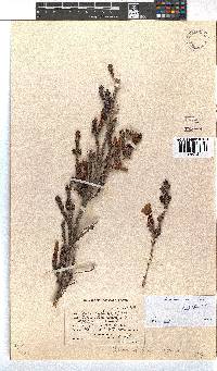 Erica unicolor subsp. mutica image