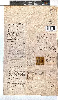 Erica unicolor subsp. unicolor image