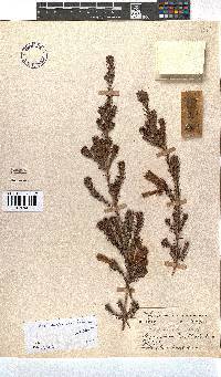 Erica unicolor subsp. unicolor image