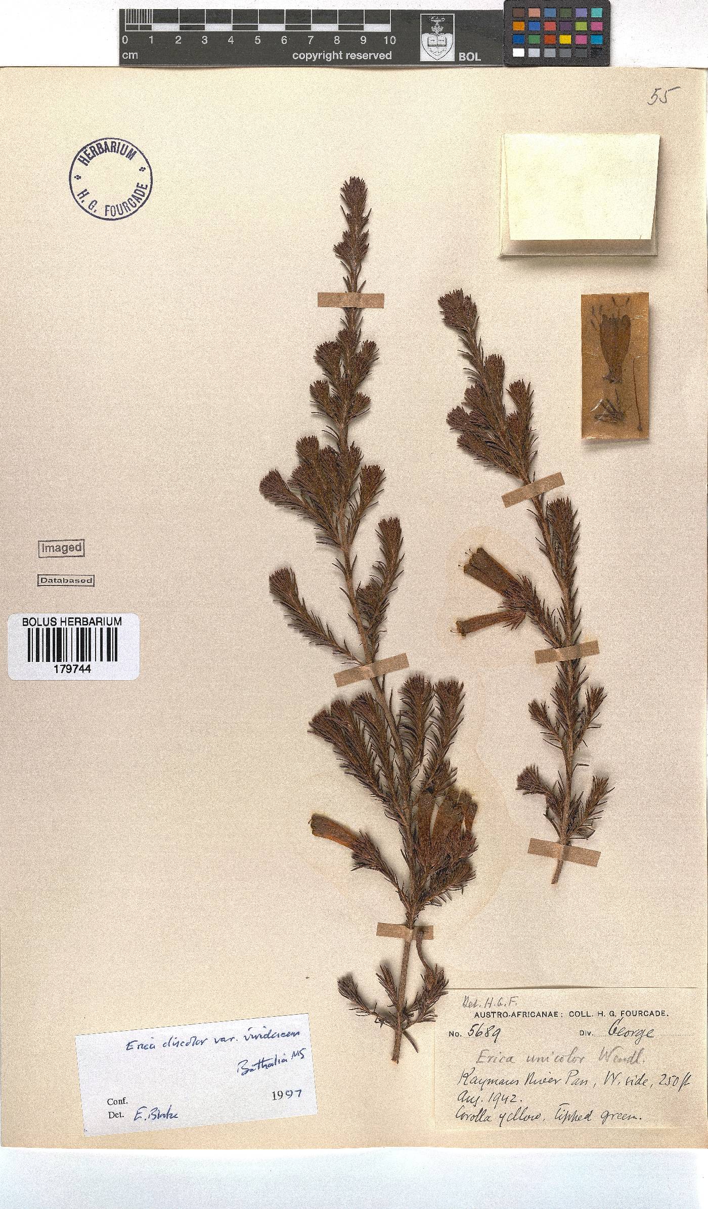 Erica unicolor subsp. unicolor image