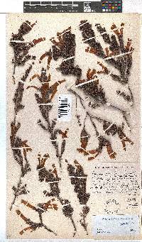 Erica unicolor subsp. unicolor image