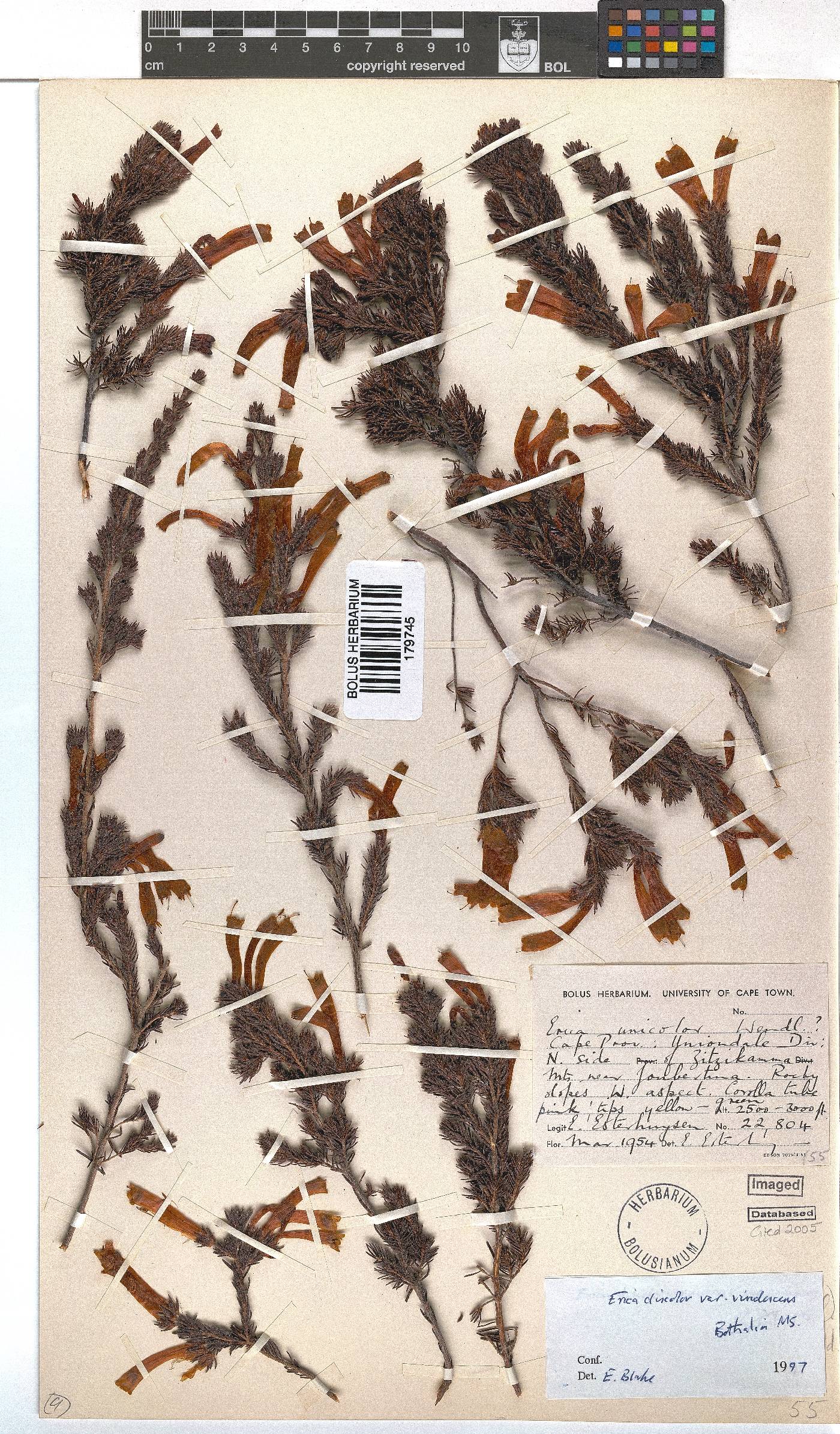 Erica unicolor image
