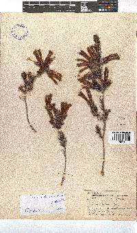 Erica unicolor subsp. unicolor image