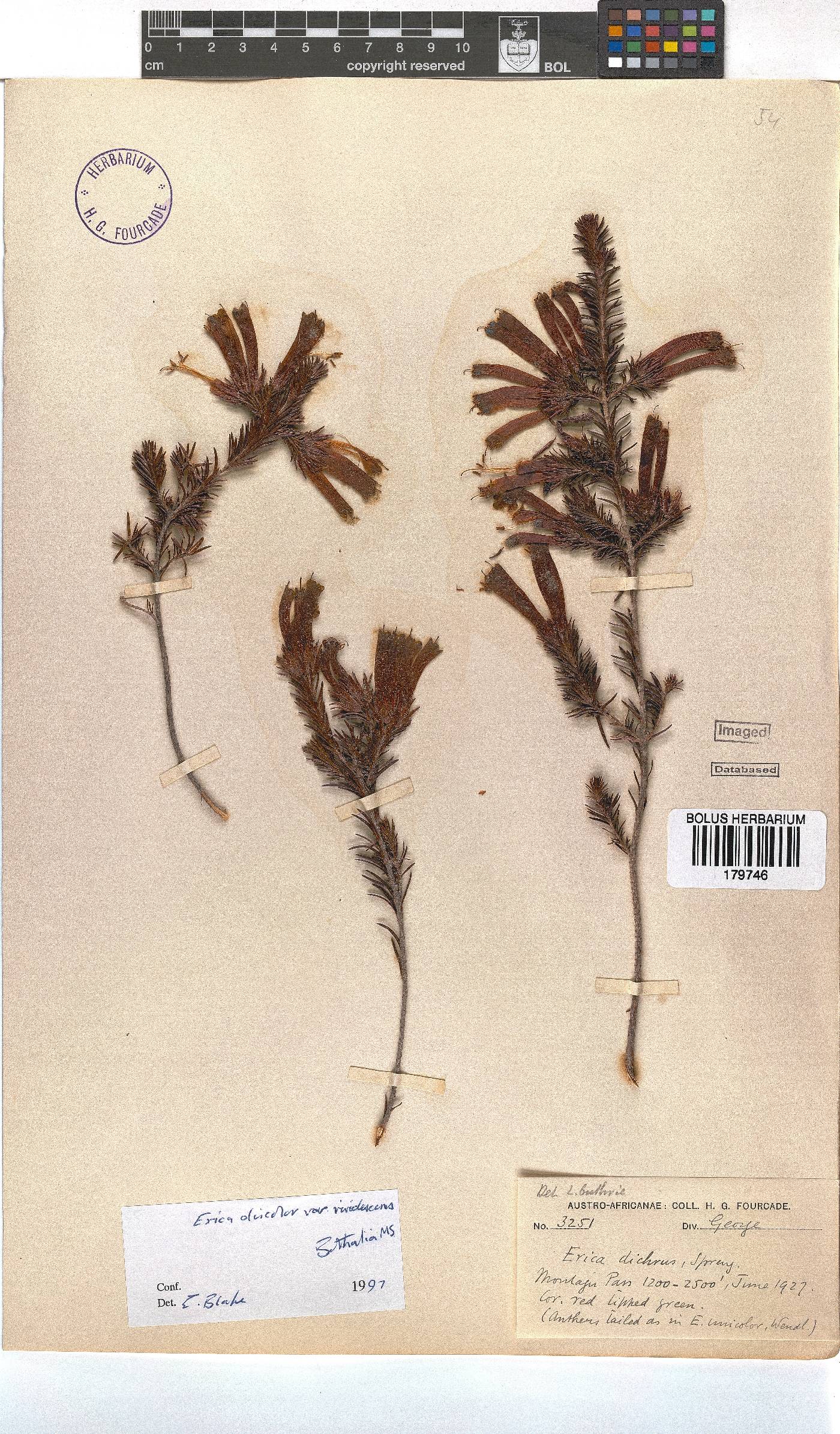 Erica unicolor subsp. unicolor image