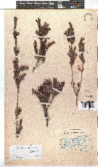 Erica unicolor subsp. unicolor image