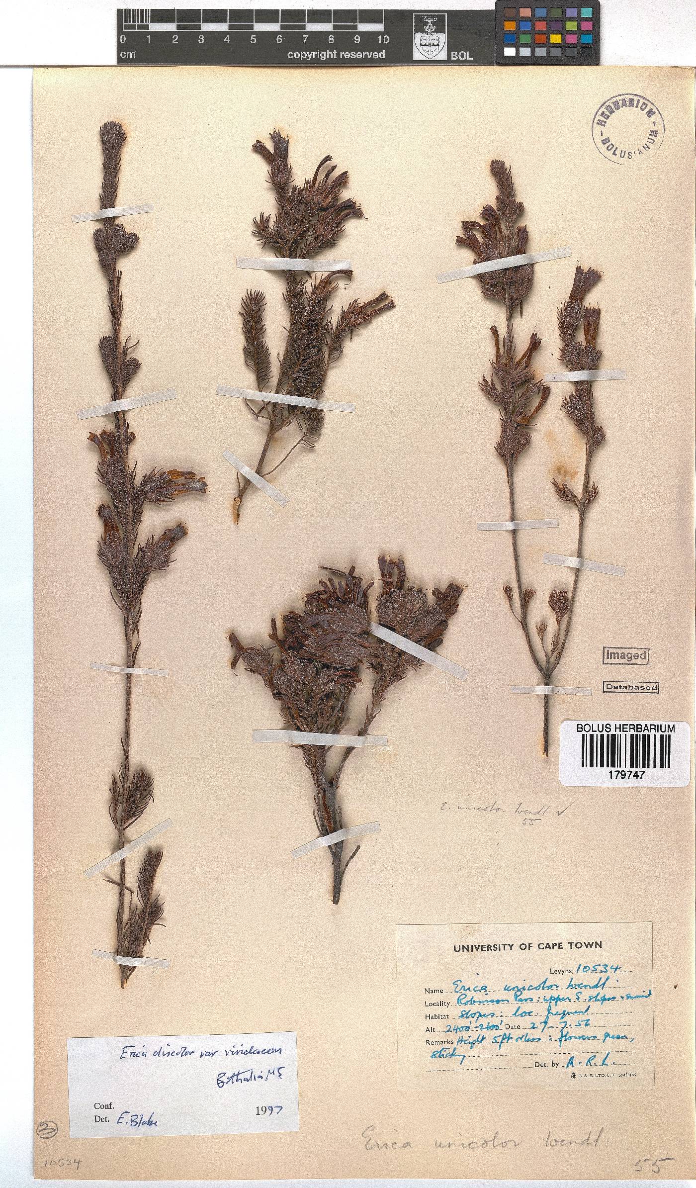 Erica unicolor subsp. unicolor image