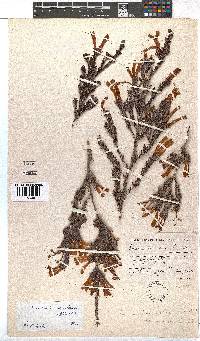 Erica unicolor subsp. unicolor image