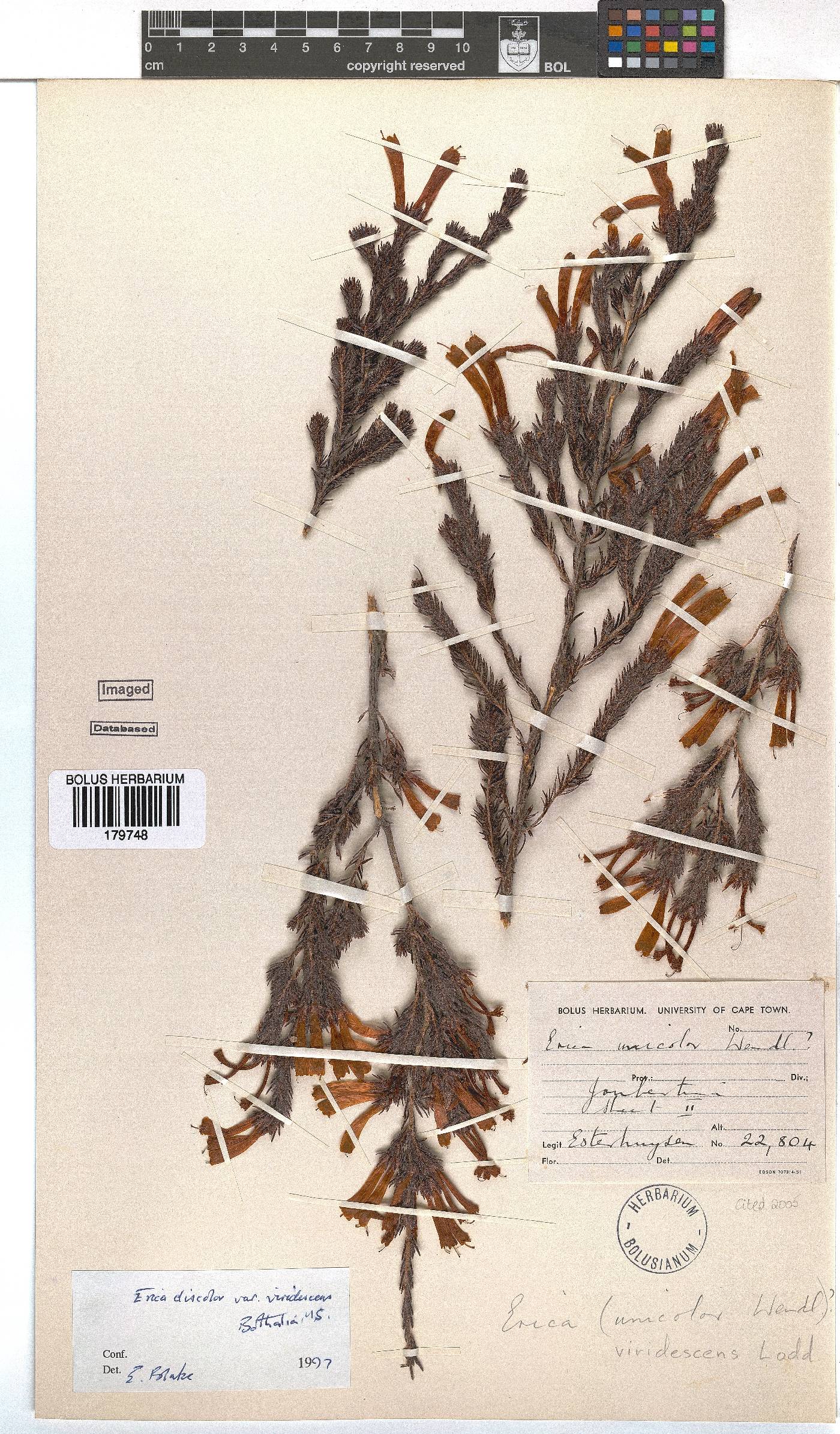 Erica unicolor subsp. unicolor image