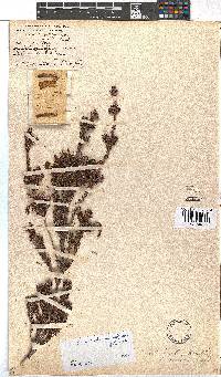 Erica unicolor subsp. unicolor image