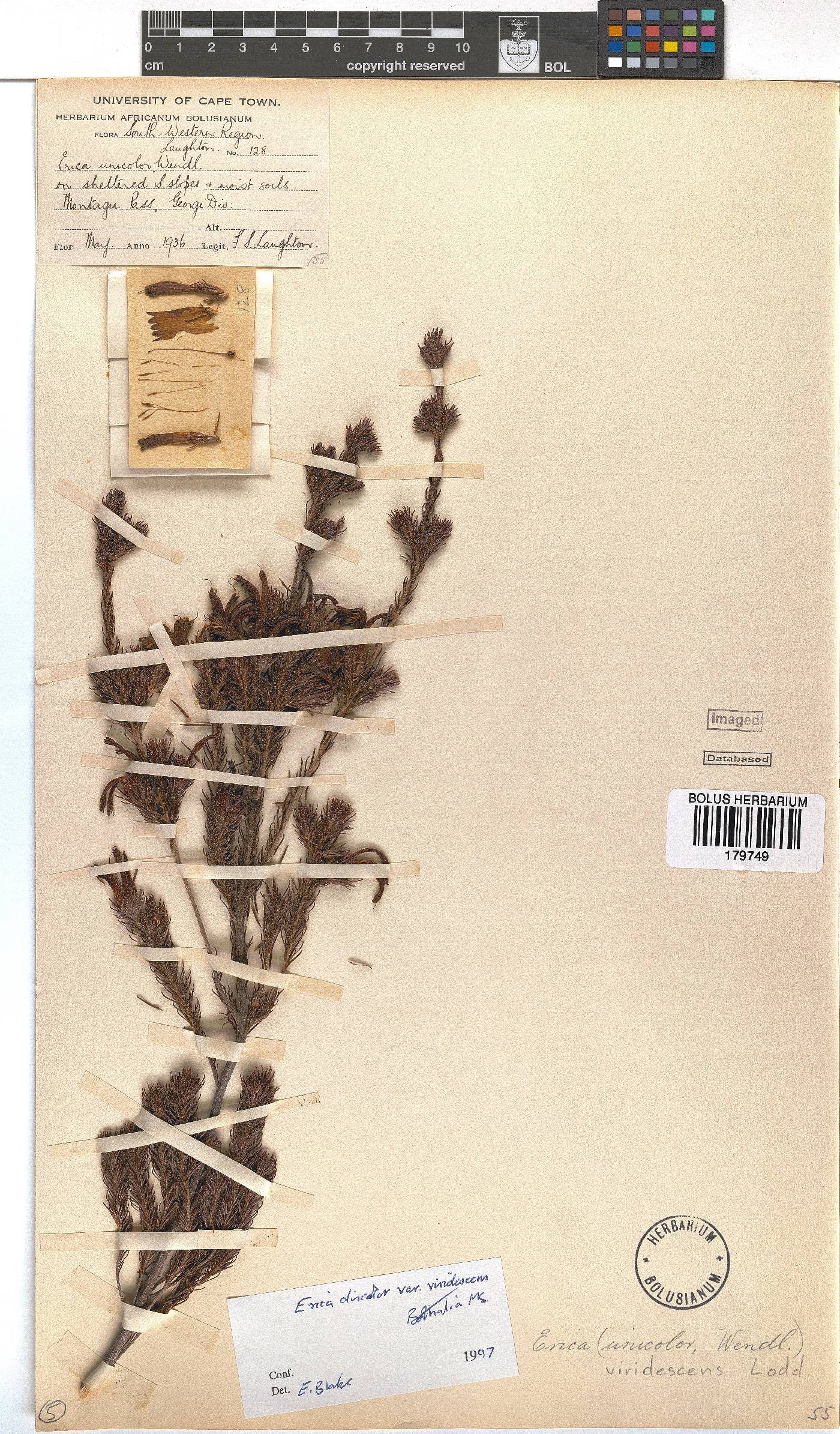 Erica unicolor subsp. unicolor image