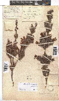 Erica unicolor subsp. unicolor image