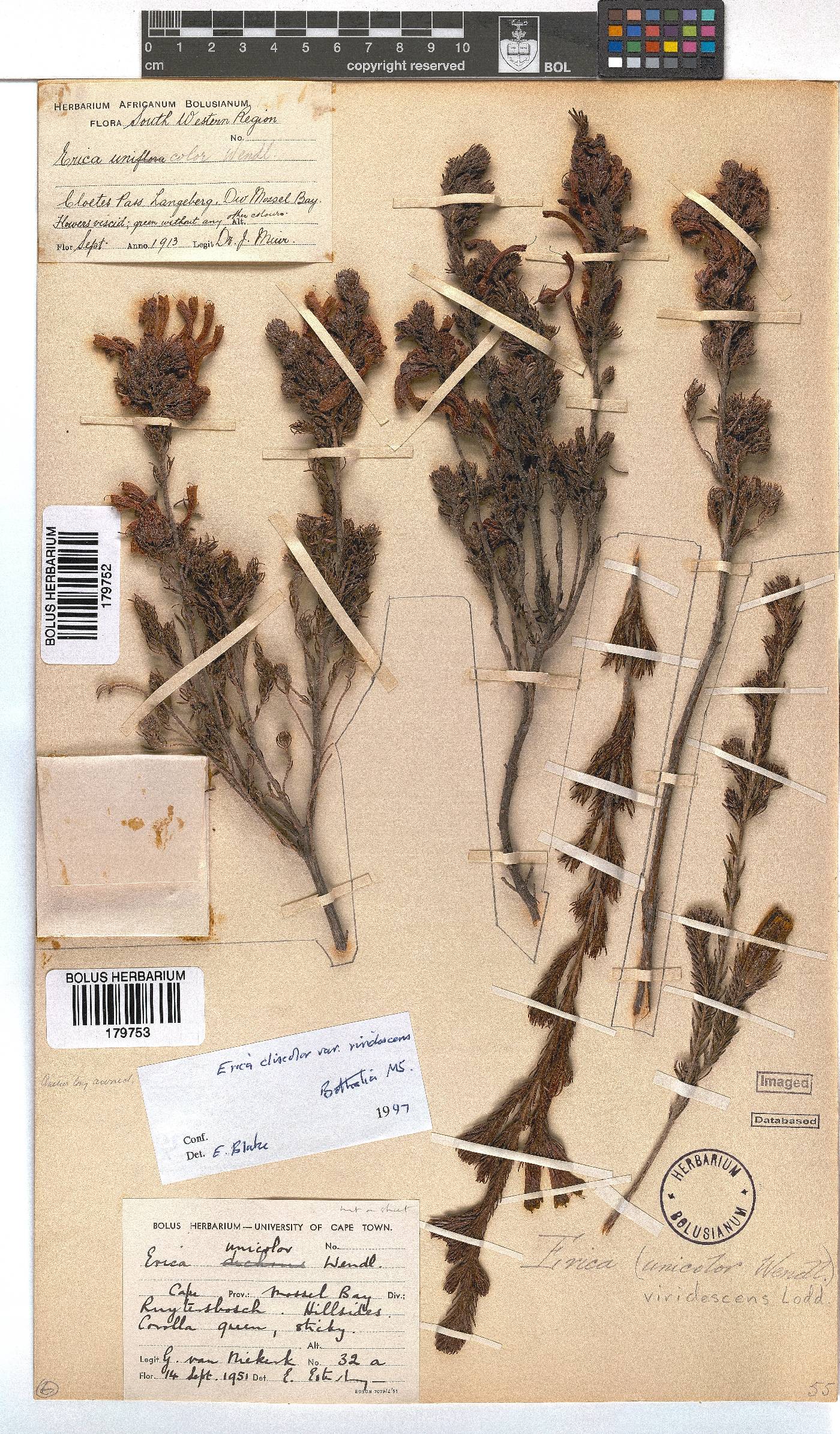 Erica unicolor subsp. unicolor image