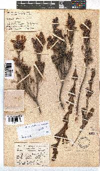 Erica unicolor image