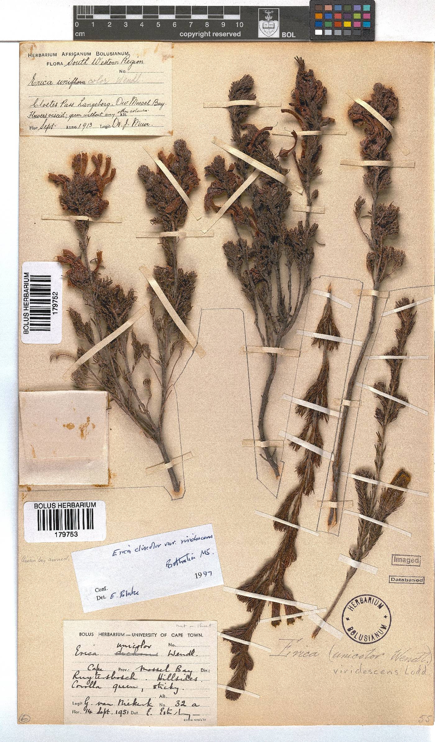 Erica unicolor subsp. unicolor image